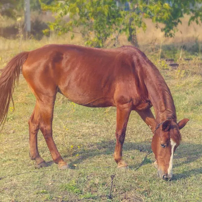 How-to-Identify-and-Manage-Poor-Condition-in-Horses Chestnut Mill