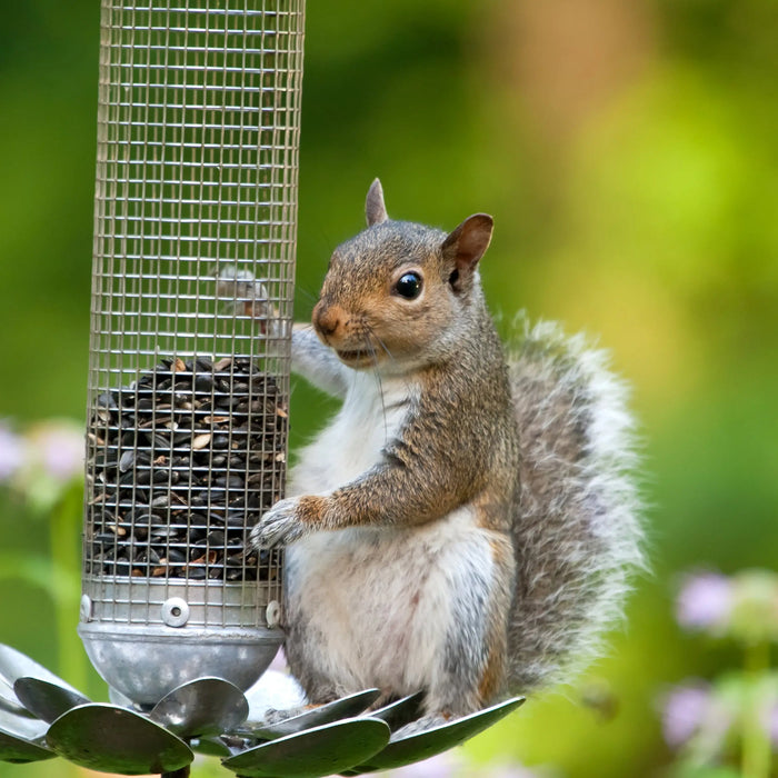 How-to-Stop-Squirrels-eating-your-Wild-Bird-Food Chestnut Mill