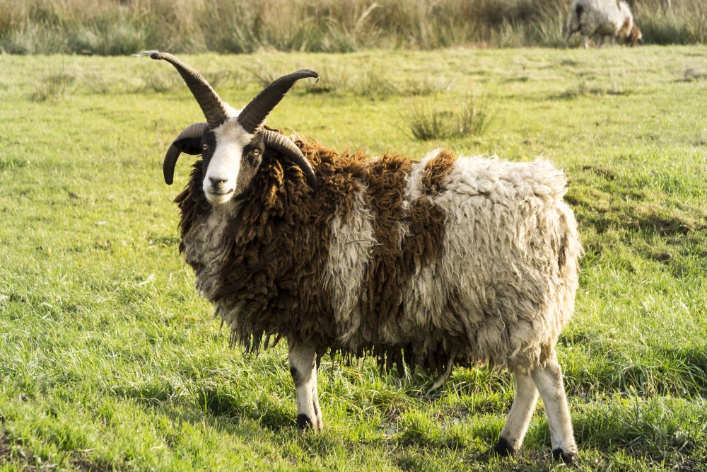 Sheep-Breeds-in-Focus-Jacob-Sheep Chestnut Mill