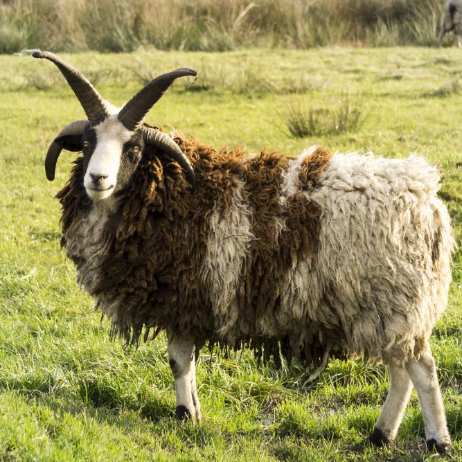 Sheep-Breeds-in-Focus-Jacob-Sheep Chestnut Mill