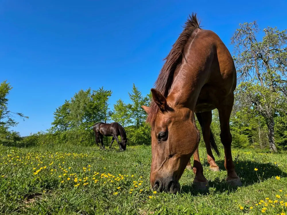 Keep-Your-Horse-Happy-5-Tips-for-Summer-Turnout Chestnut Mill