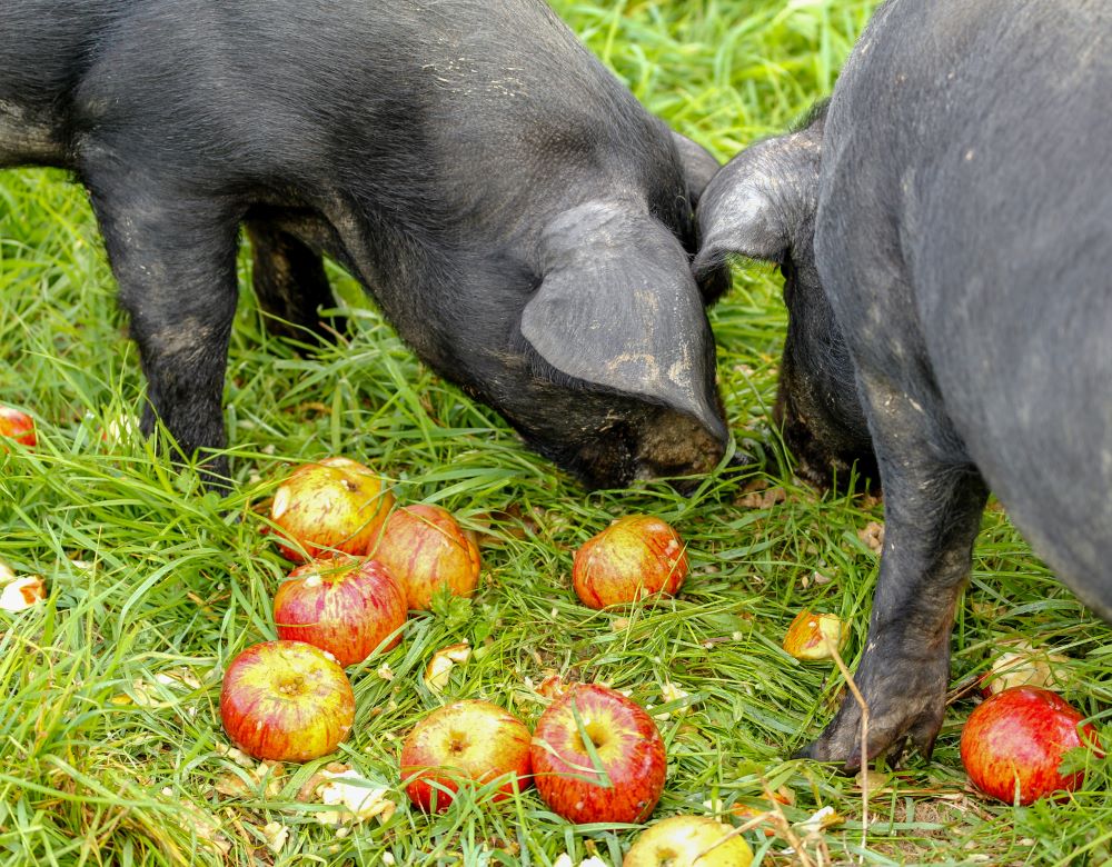 Pig-Breeds-in-Focus-British-Large-Black Chestnut Mill