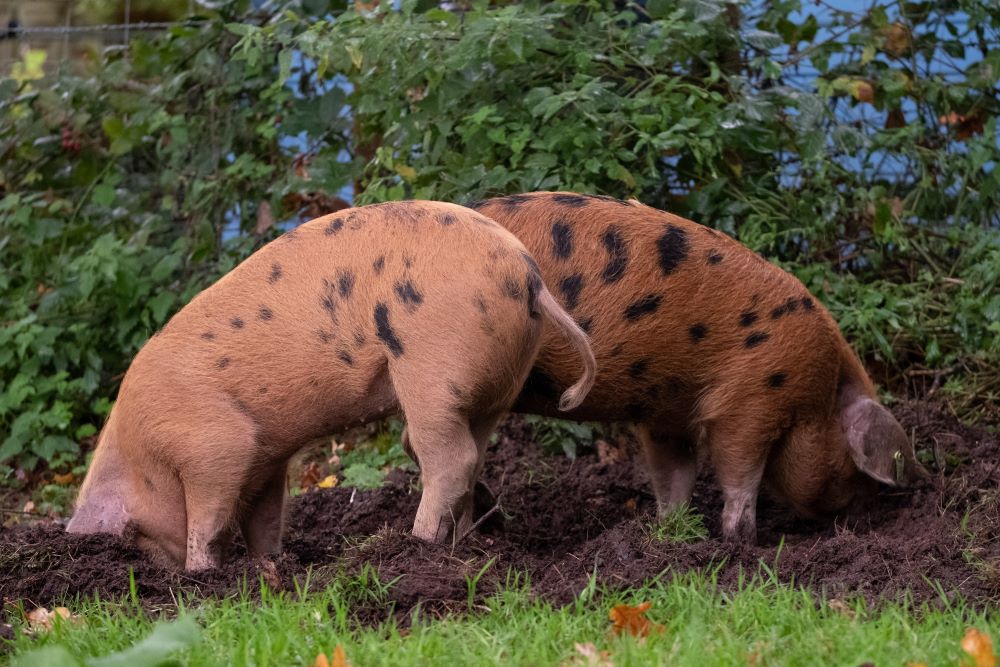 Pig-Breeds-in-Focus-Oxford-Sandy-and-Black Chestnut Mill