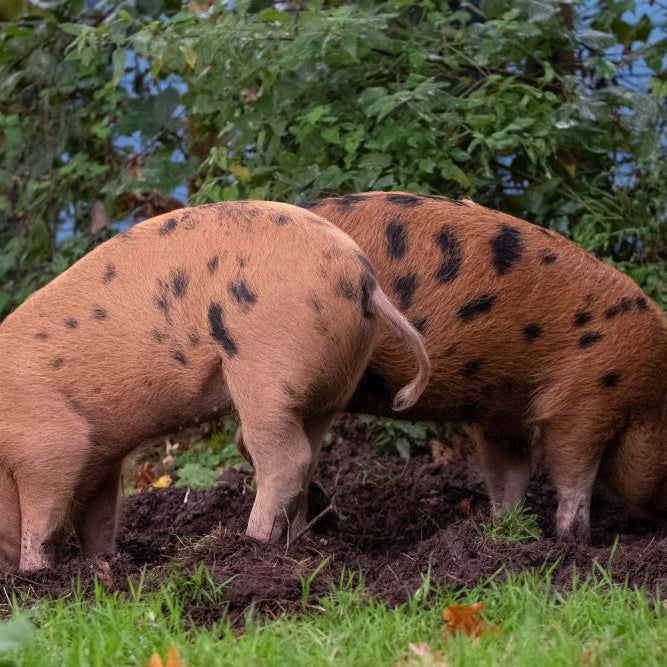 Pig-Breeds-in-Focus-Oxford-Sandy-and-Black Chestnut Mill