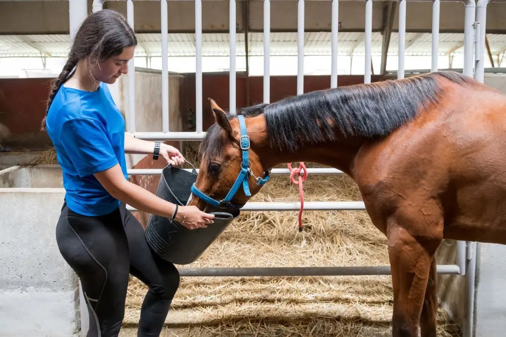 Perfecting-Autumn-Horse-Care-From-Feed-to-Routine-Adjustments Chestnut Mill