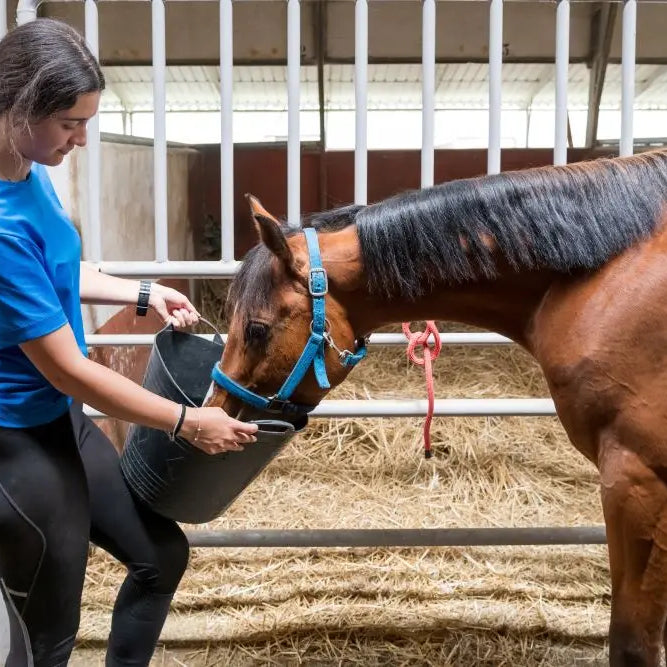 Perfecting-Autumn-Horse-Care-From-Feed-to-Routine-Adjustments Chestnut Mill