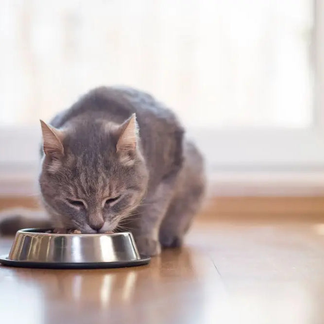 Picking-the-Right-High-Quality-Cat-Food-for-Your-Furry-Friend Chestnut Mill