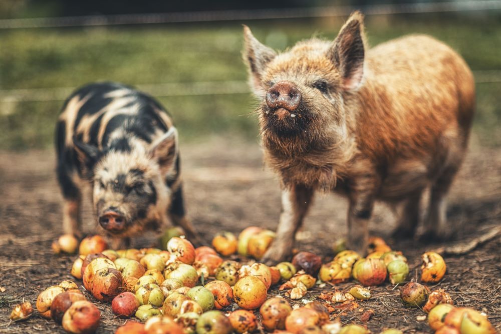 What-to-feed-pigs-A-4-step-guide-to-proper-nutrition Chestnut Mill