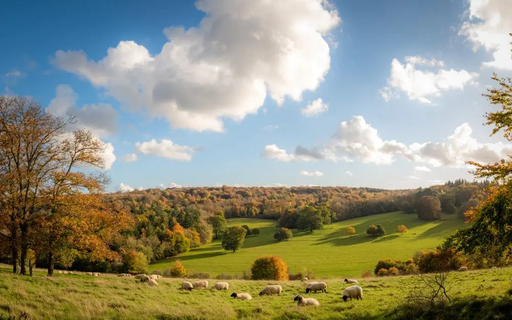 Ready-Your-Livestock-for-Colder-Weather-UK-A-September-Guide Chestnut Mill