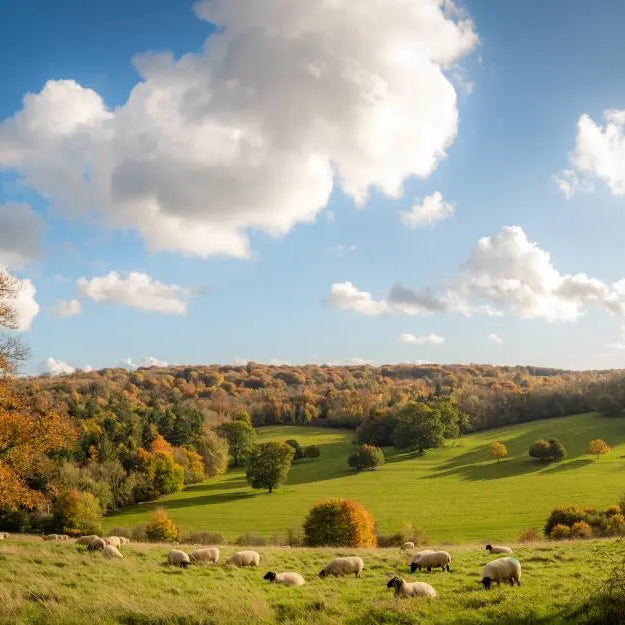 Ready-Your-Livestock-for-Colder-Weather-UK-A-September-Guide Chestnut Mill