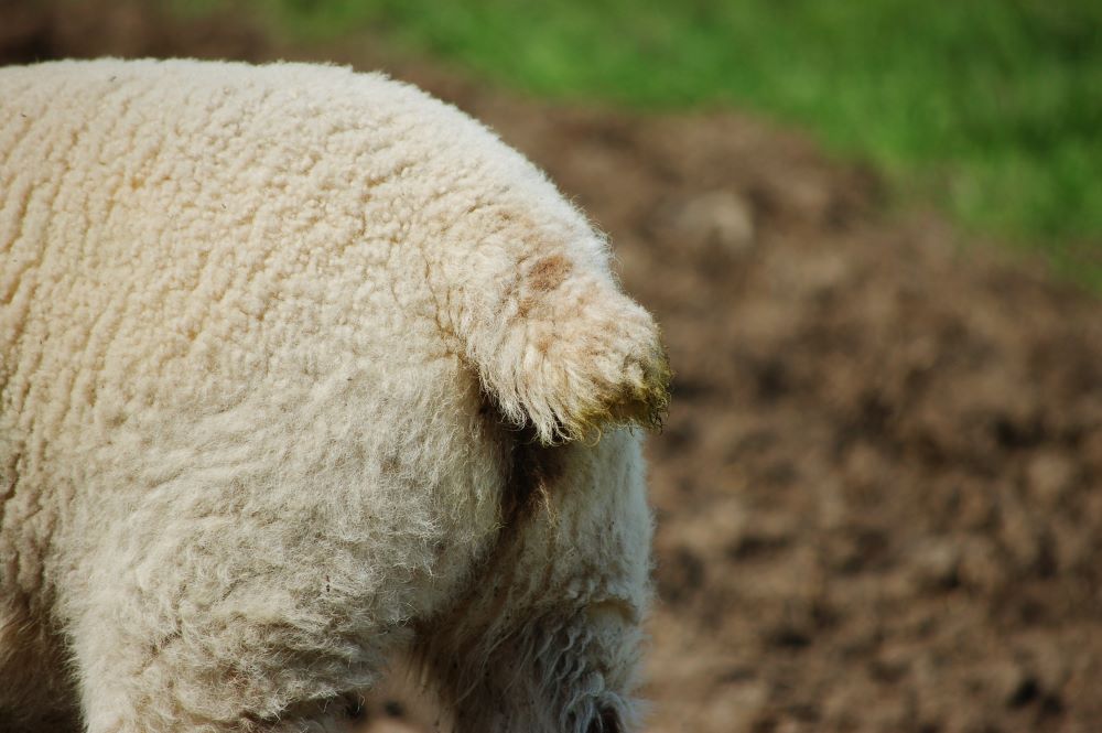 Understand the Basics of Tail Docking for Lambs