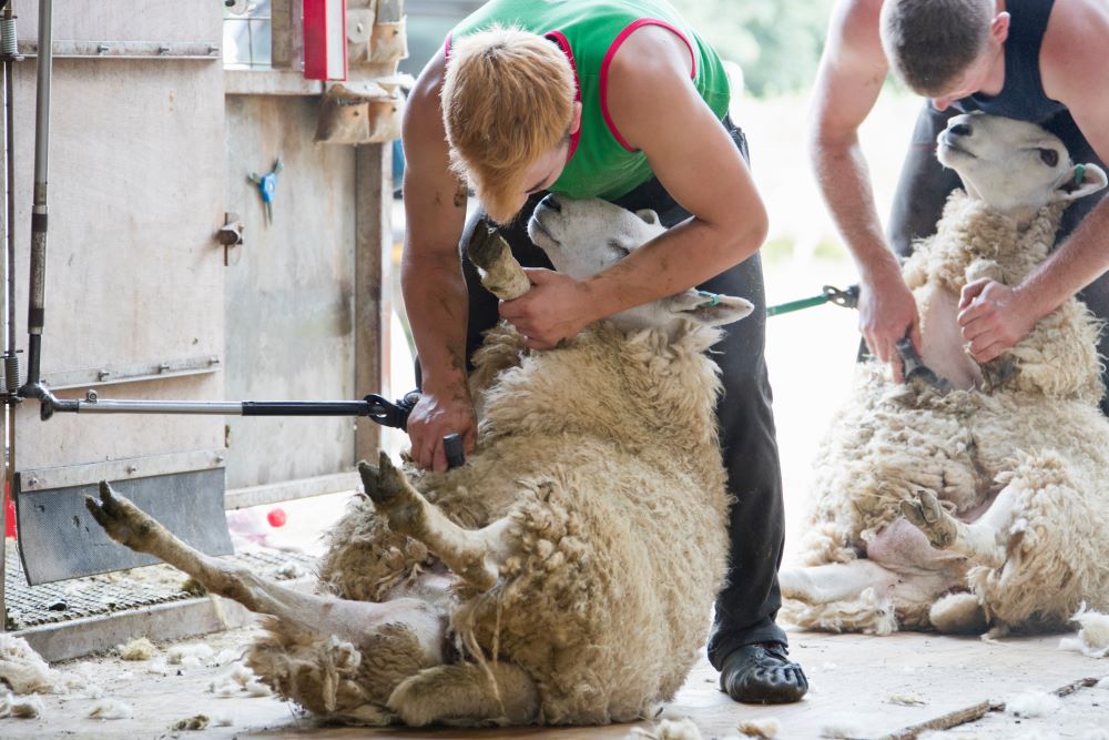 Sheep-Shearing-Factfile Chestnut Mill