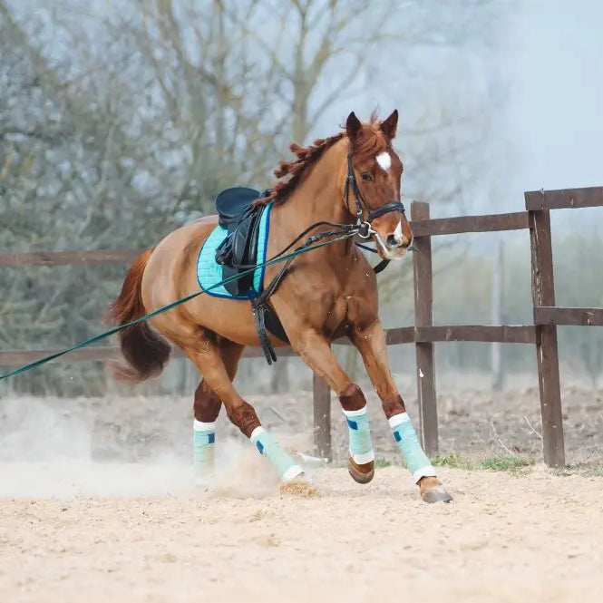 The-Equestrian-s-Guide-to-Bringing-Horses-Back-into-Work Chestnut Mill