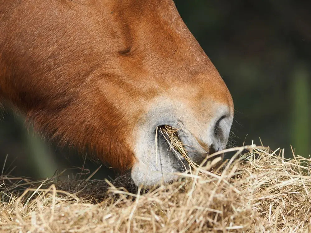 The-Vital-Role-of-Fibre-in-Your-Horse-s-Diet Chestnut Mill