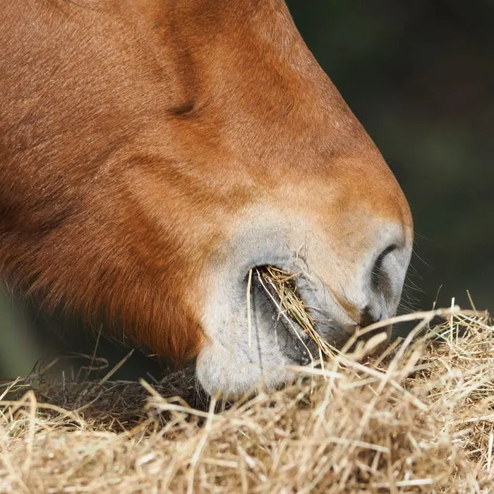 The-Vital-Role-of-Fibre-in-Your-Horse-s-Diet Chestnut Mill