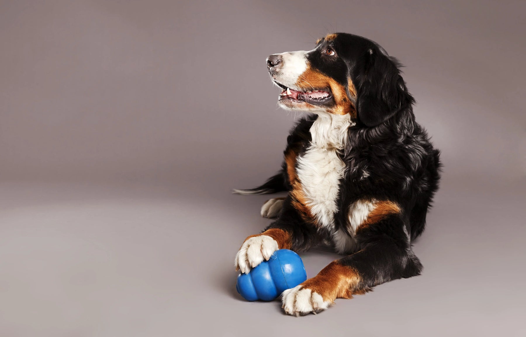 The-importance-of-providing-enrichment-for-your-dogs Chestnut Mill