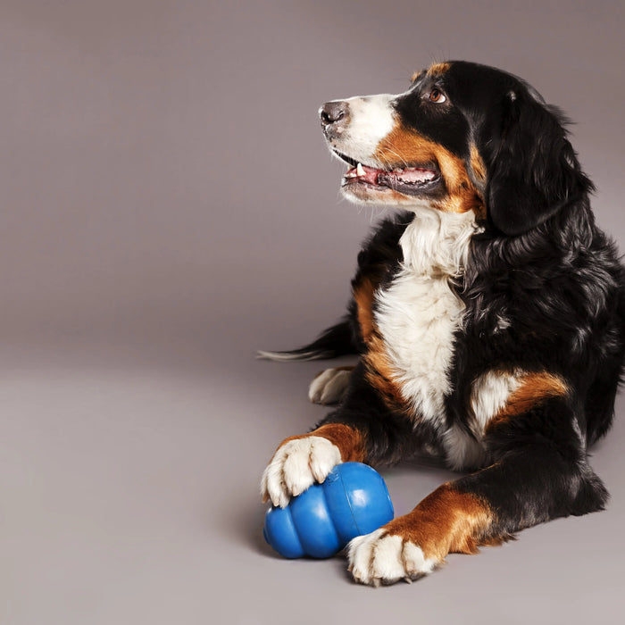 The-importance-of-providing-enrichment-for-your-dogs Chestnut Mill