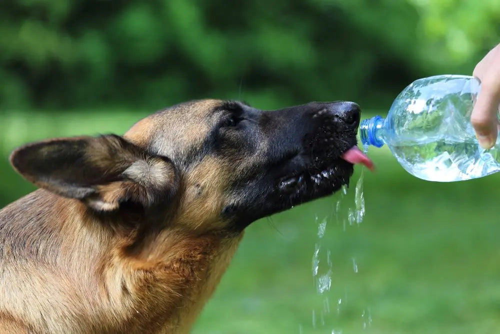 Tips-for-Keeping-Your-Dog-Cool-and-Safe-in-the-Heat Chestnut Mill