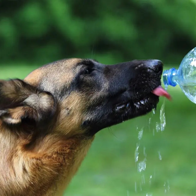 Tips-for-Keeping-Your-Dog-Cool-and-Safe-in-the-Heat Chestnut Mill