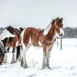 Top-tips-for-managing-poor-doers-in-the-winter Chestnut Mill