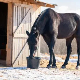 Top-tips-for-winter-feeding-your-horse Chestnut Mill