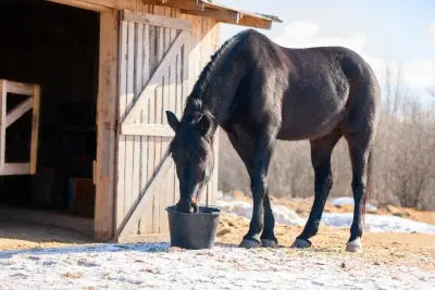 Top-tips-for-winter-feeding-your-horse Chestnut Mill