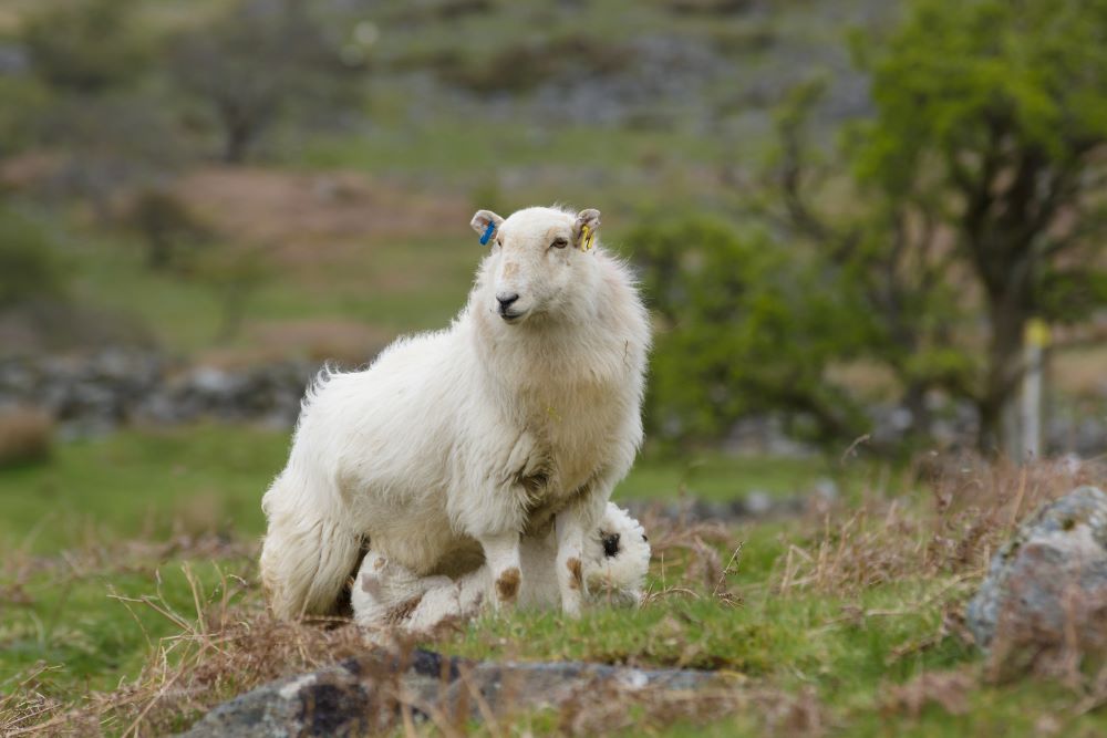 Sheep-Breeds-in-Focus-Welsh-Mountain Chestnut Mill