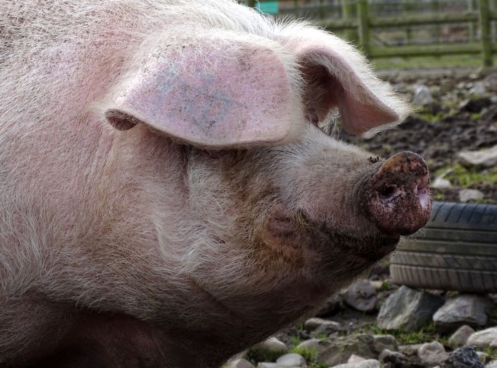 Pig-Breeds-in-Focus-Welsh-Pig Chestnut Mill