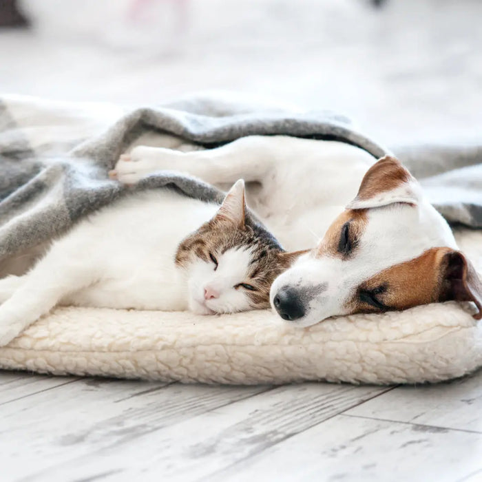 What-Size-Dog-Cat-Bed-Do-I-Need Chestnut Mill