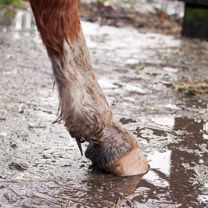 What-is-Mud-Fever Chestnut Mill