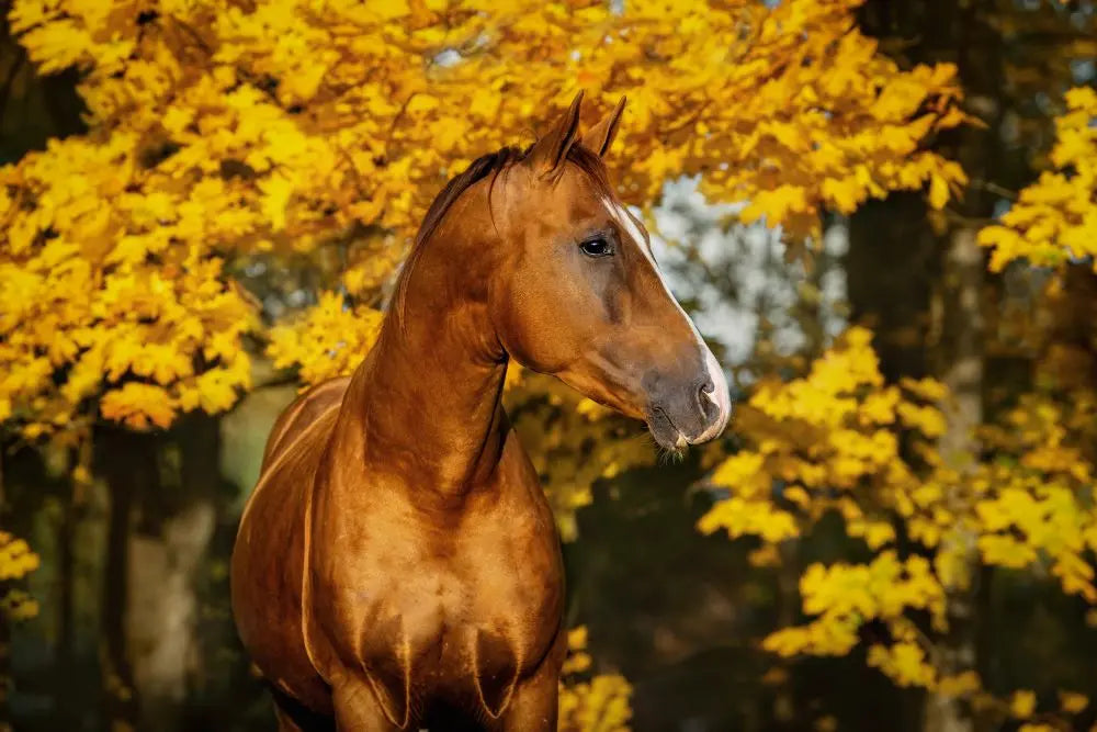 Why-Autumn-Horse-Care-is-Different-What-Every-UK-Equestrian-Needs-to-Know Chestnut Mill