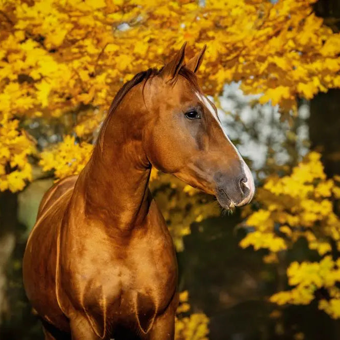 Why-Autumn-Horse-Care-is-Different-What-Every-UK-Equestrian-Needs-to-Know Chestnut Mill