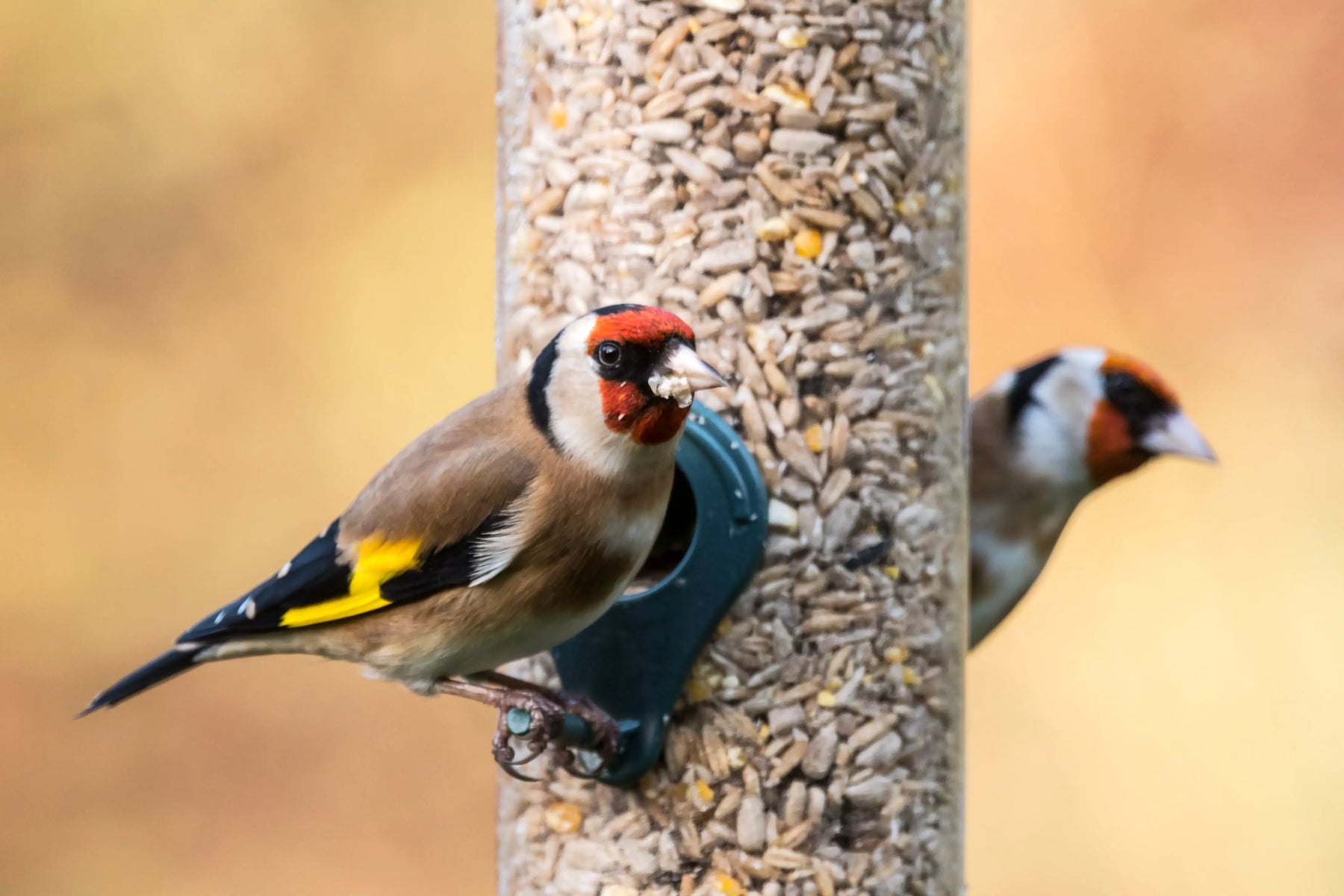 Wild-Bird-Feeder-Hygiene-Top-5-Tips-on-how-to-keep-your-bird-feeders-clean-and-garden-birds-healthy. Chestnut Mill