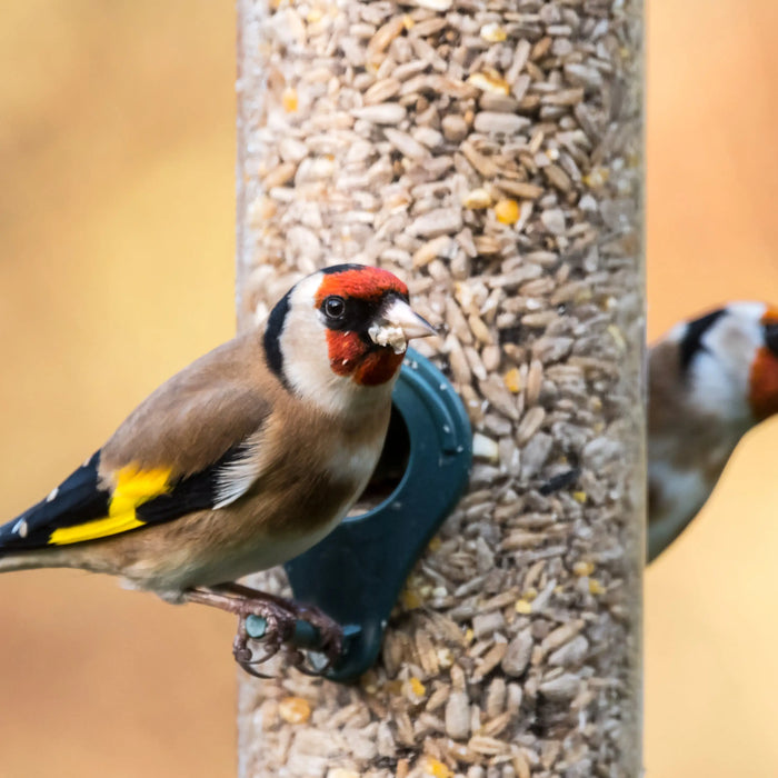 Wild-Bird-Feeder-Hygiene-Top-5-Tips-on-how-to-keep-your-bird-feeders-clean-and-garden-birds-healthy. Chestnut Mill