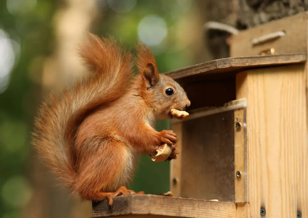 Wildlife-Signs-of-Autumn-November Chestnut Mill