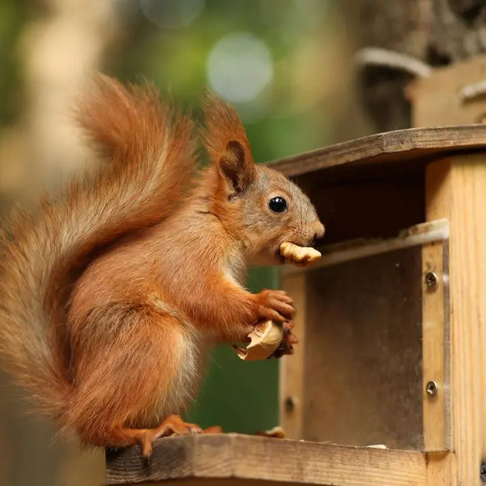 Wildlife-Signs-of-Autumn-November Chestnut Mill