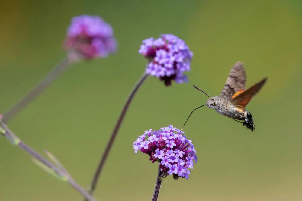 Wildlife-Signs-of-Summer-July Chestnut Mill