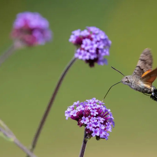 Wildlife-Signs-of-Summer-July Chestnut Mill