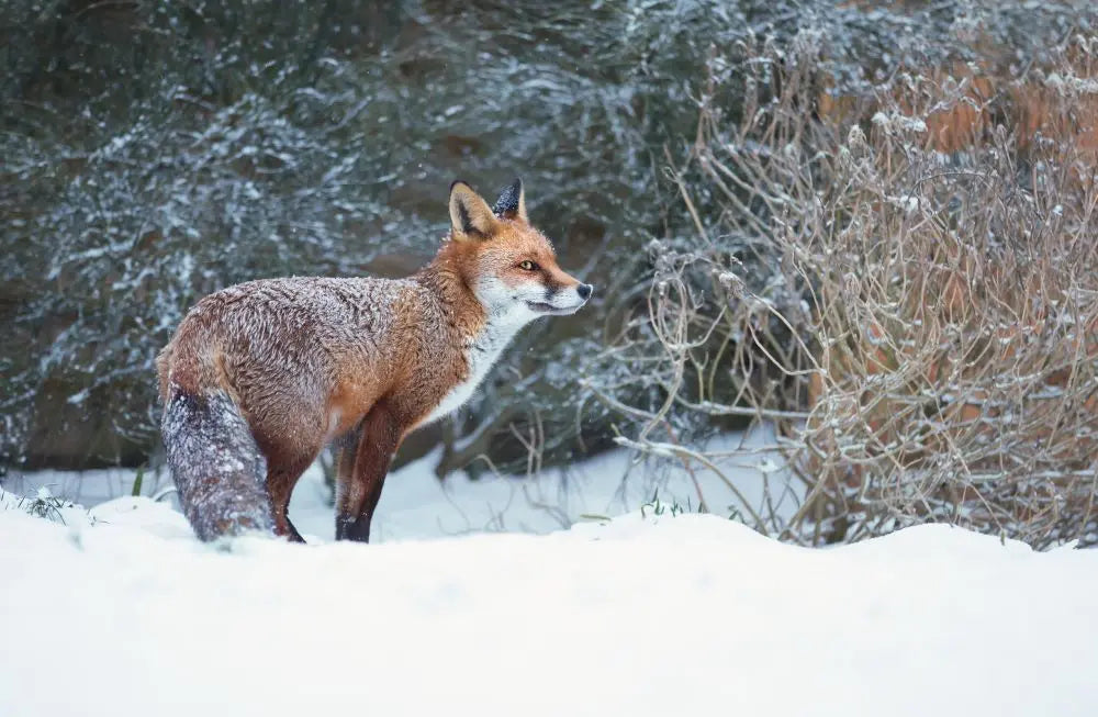 Wildlife-Signs-of-Winter-December Chestnut Mill