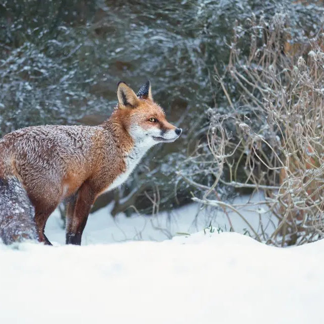 Wildlife-Signs-of-Winter-December Chestnut Mill