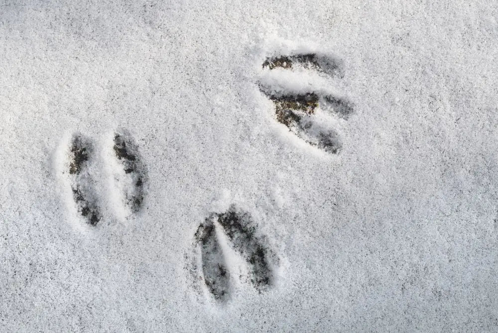 Wildlife-Signs-of-Winter-January Chestnut Mill