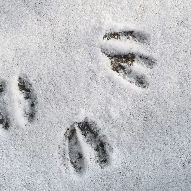 Wildlife-Signs-of-Winter-January Chestnut Mill