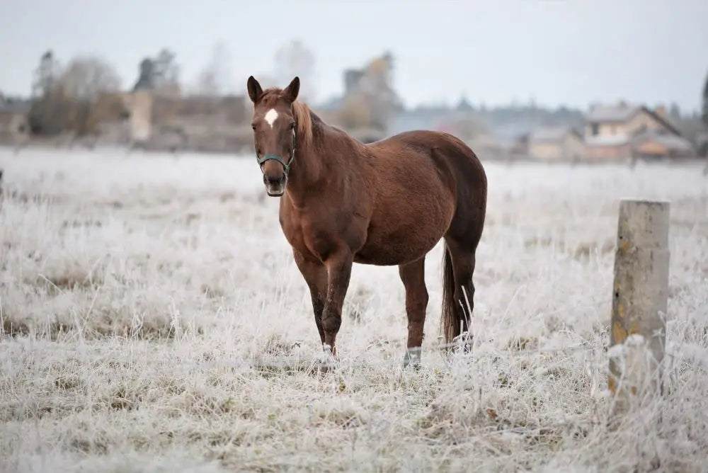 Winter-Horse-Care-Adjusting-Routines-and-Diet Chestnut Mill