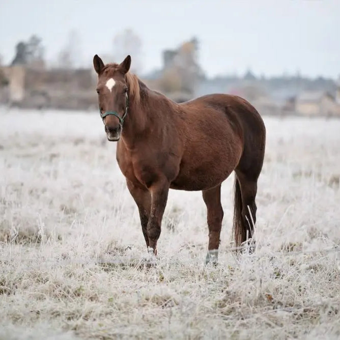 Winter-Horse-Care-Adjusting-Routines-and-Diet Chestnut Mill