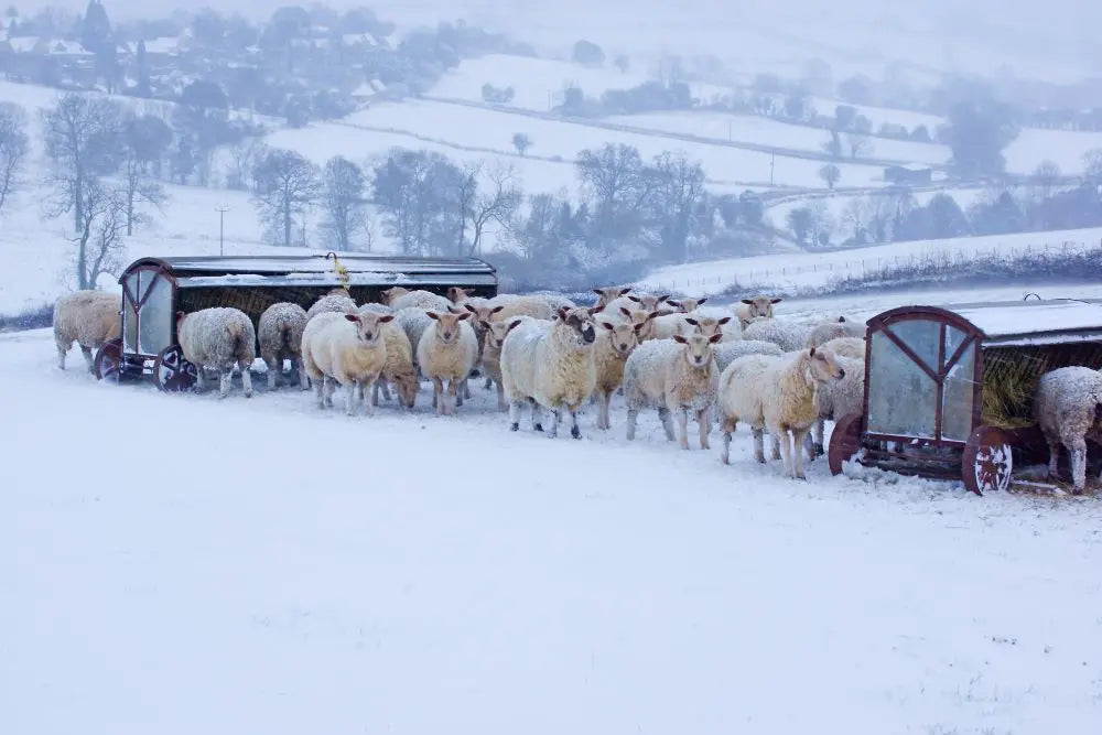 Winter-Readiness-Ensuring-Livestock-Comfort-and-Health Chestnut Mill