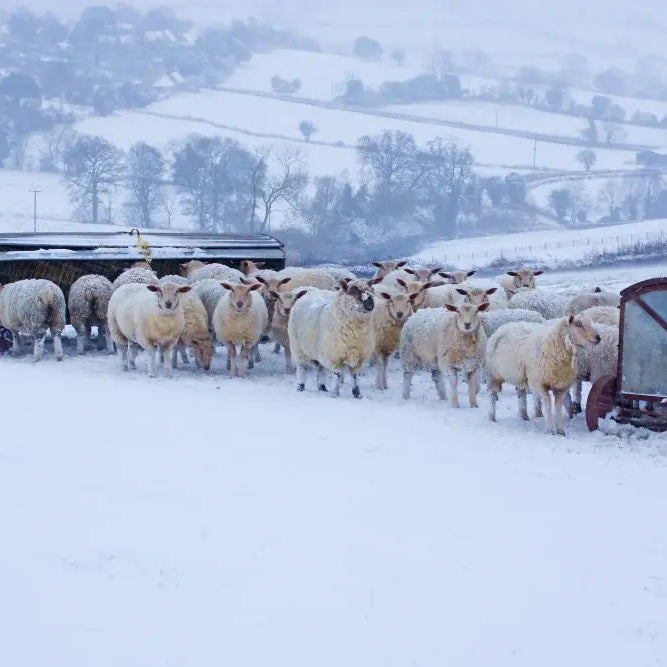 Winter-Readiness-Ensuring-Livestock-Comfort-and-Health Chestnut Mill