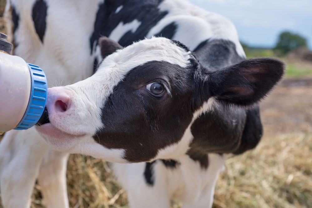 Top-Tips-for-calves-reluctant-to-suck-a-bottle Chestnut Mill