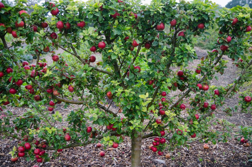 Creating Your Own Fan-Trained Fruit Tree: A Guide