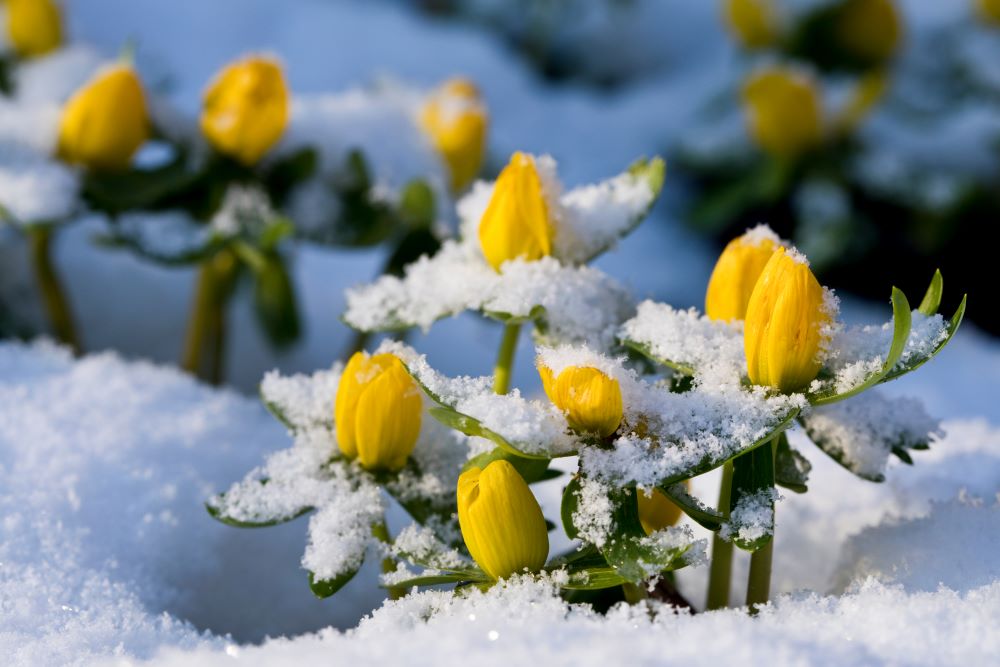 February Gardening Tasks: Preparing for Spring in the UK