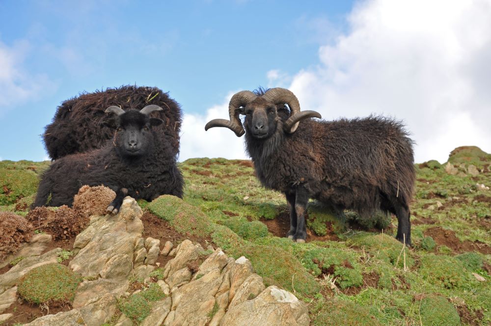 Sheep-Breeds-in-Focus-Hebridean Chestnut Mill